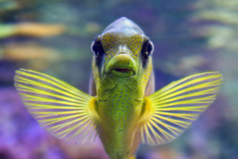 babelfish.jpg